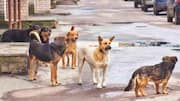 How stray dogs helped UP police catch motorcycle thieves