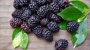 5 health benefits of black raspberries
