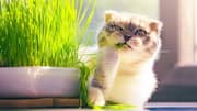 After 'Dog Babu,' 'Cat Kumar' seeks residential certificate in Bihar