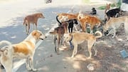 Telangana sarpanch admits hiring 'dog killers' for massacring 100 strays