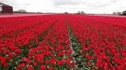 Czech Republic's most stunning flower fields: A list