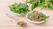 Nettle leaves: The one herb your hair needs