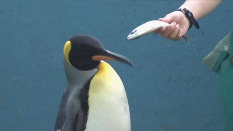 Penguins turn into picky eaters as Japan faces inflation Penguins turn into picky eaters as Japan faces inflation