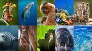 Let AI help you identify animal sounds