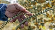 Healthy eating? Start with these 4 heritage beans