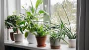 How to keep your indoor plants mold-free