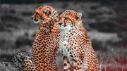 Why cheetah cubs are dying at MP's Kuno National Park
