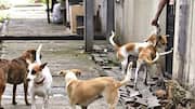 Telangana: 500 dogs killed in week to fulfill 'poll promise'