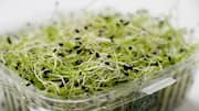 Why alfalfa sprouts are the perfect healthy snack