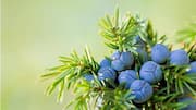 How to cook with juniper berries