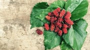 Love mulberries? You'll enjoy these vegetarian recipes