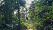 Experience the thrill of ziplining over rainforests