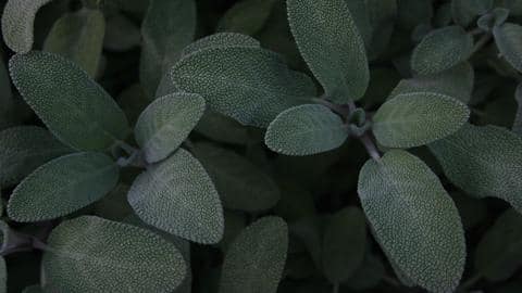 All about sage and its health benefits All about sage and its health benefits