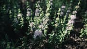 The health benefits of mountain pennyroyal explained