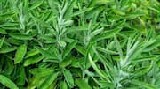 Bad headache? Try a sage leaf compress