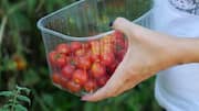 Easy guide to growing cherry tomatoes at home