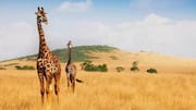 Nature lovers, Africa's highland meadows are a must-visit 