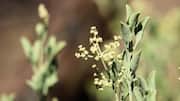 What is saltbush? Why it is used in skincare