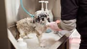 5 simple home remedies for your dog's itchy skin