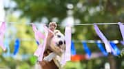 Make your next outdoor gathering pet-friendly