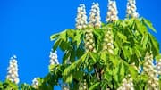 Why cape chestnut is making waves in skincare