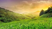 Japan's stunning tea plantations: A list 