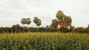 Sorghum: The superfood you should know about
