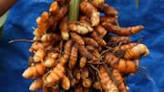 Turmeric rhizome: 5 recipes to try with this underground stem