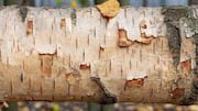 Why you should know about birchbark