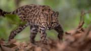 Meet tilcayo, first new feline species identified in over 100-years