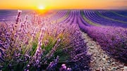 Southern England's most beautiful lavender fields: A list