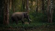 Explore Karnataka wildlife in 5 days