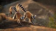 How to see lemurs in Madagascar