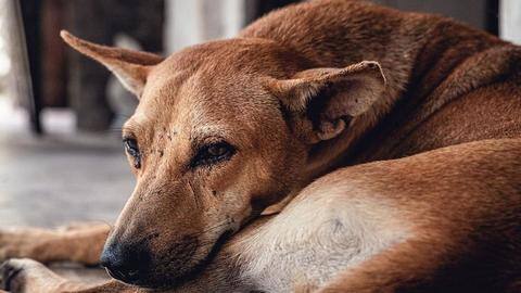 Man arrested for hurting dog after 'call from Maneka Gandhi' Man arrested for hurting dog after 'call from Maneka Gandhi'