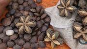 Why you must know about South America's sacha inchi seeds
