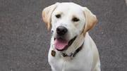 Could dog nannies earn up to $1,34,000 in a year?