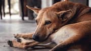 'I'll look into it': CJI on stray dog removal controversy