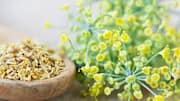 Love fennel pollen? You must try these 5 recipes