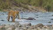 Repair ecological damage at Corbett Tiger Reserve: SC orders Uttarakhand  