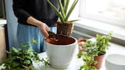 5 signs your plant needs repotting