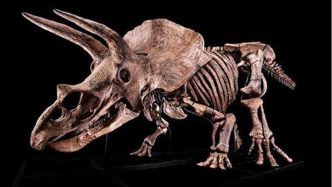 Largest known Triceratops dinosaur skeleton goes under auction in October Largest known Triceratops dinosaur skeleton goes under auction in October