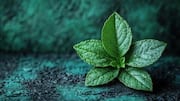Mint leaves: A natural remedy for tired feet