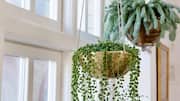 Repotting trailing houseplants: Tips and must-knows