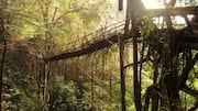 Meghalaya's living root bridge ranked 2nd most beautiful bridge globally