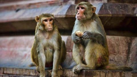 Delhi: Two who threatened and robbed people using monkeys held Delhi: Two who threatened and robbed people using monkeys held