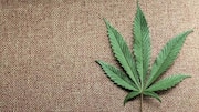 Cannabis use may cause lasting changes to gene activity: Study