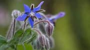 Meet borage, a culinary herb with big flavor 