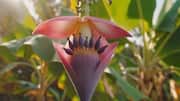 Banana flower: Nutrition, culinary uses, and more