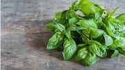 Why basil is great for your mental health