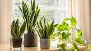 How to care for low-light indoor plants